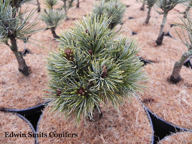 Pinus pumila 'Globe'